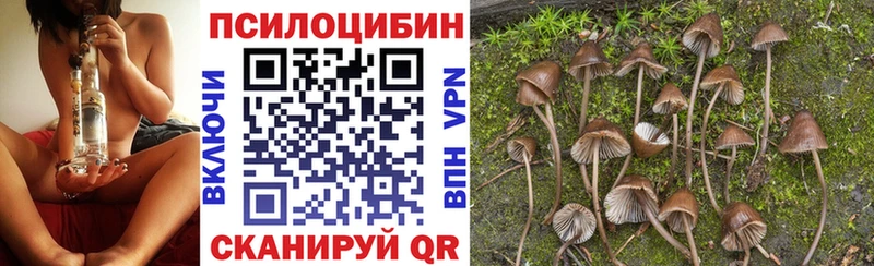 как найти закладки  Юрьевец  Галлюциногенные грибы Psilocybe 